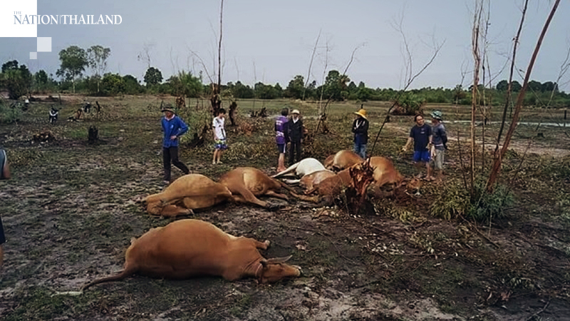 Lightning kills 8 cows in Roi Et, sends herdsman to hospital Lightning kills 8 cows in Roi Et, sends herdsman to hospital