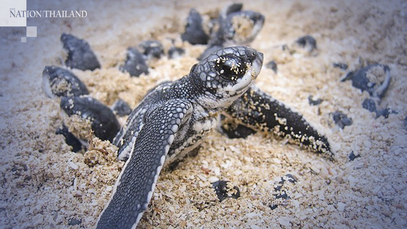 Rare green turtles hatch on Samui Rare green turtles hatch on Samui