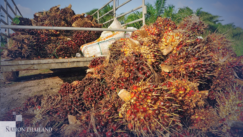 Blockchain trading of palm oil to be trialled next month Blockchain trading of palm oil to be trialled next month