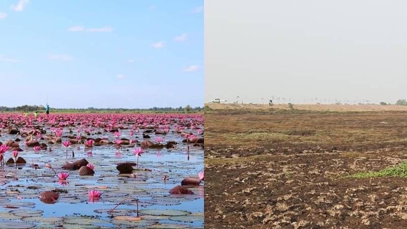 Two years of drought suck dry famous lotus swamp Two years of drought suck dry famous lotus swamp
