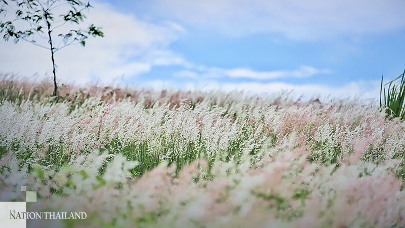 Wang Nam Kheow hills covered in bright blooms Wang Nam Kheow hills covered in bright blooms