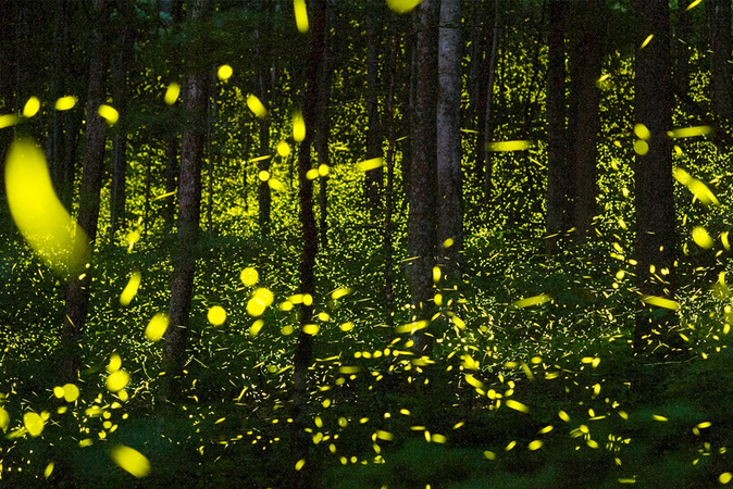 Firefly festivals are canceled due to coronavirus, and lightning bugs might be pleased about it Firefly festivals are canceled due to coronavirus, and lightning bugs might be pleased about it