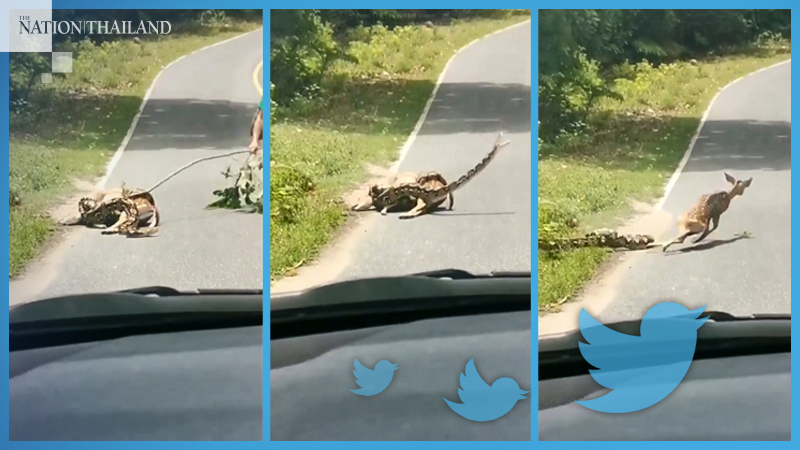 Netizens divided over propriety of man's action to save deer from python Netizens divided over propriety of man's action to save deer from python