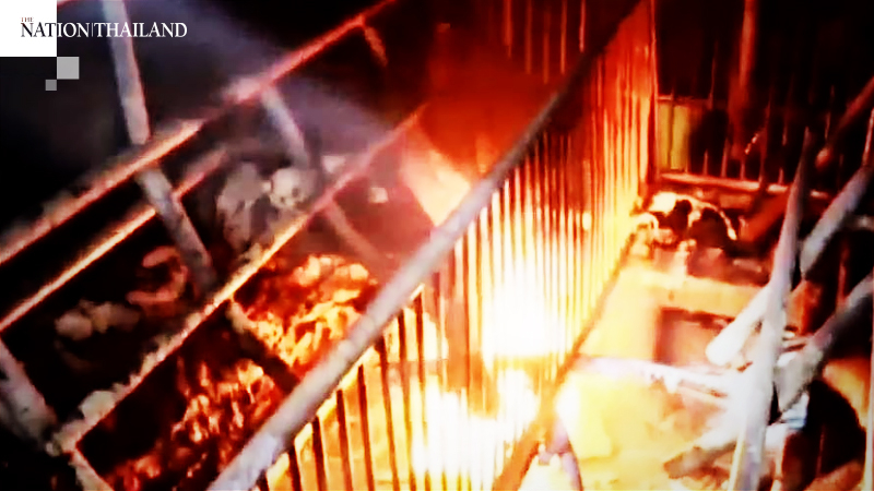 100 pigs burnt alive, swine farm almost destroyed in huge blaze 100 pigs burnt alive, swine farm almost destroyed in huge blaze