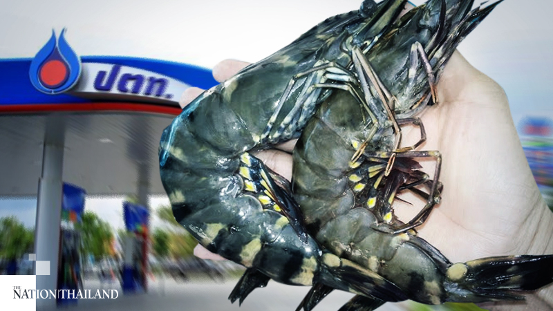 Giant freshwater prawns to go on sale at four PTT gas stations Giant freshwater prawns to go on sale at four PTT gas stations