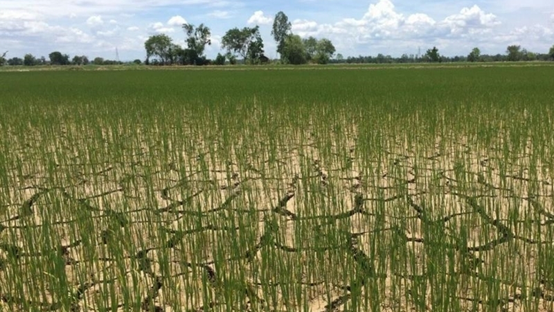 Drought threatens Phitsanulok rice fields Drought threatens Phitsanulok rice fields
