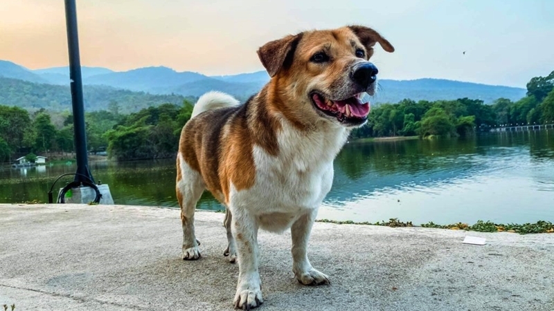 Police officer dismissed for torturing beloved campus dog to death Police officer dismissed for torturing beloved campus dog to death