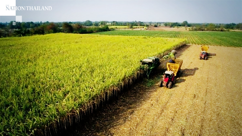 Ministry plans subsidy for sugarcane farmers Ministry plans subsidy for sugarcane farmers