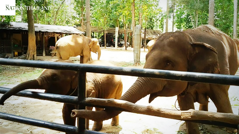 Famous Chiang Mai elephant attraction threatened with closure Famous Chiang Mai elephant attraction threatened with closure