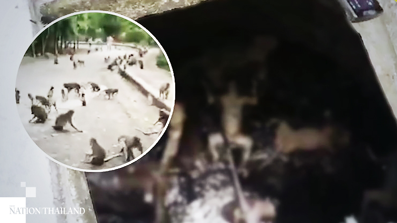 Lack of tourists a death sentence for monkeys Lack of tourists a death sentence for monkeys