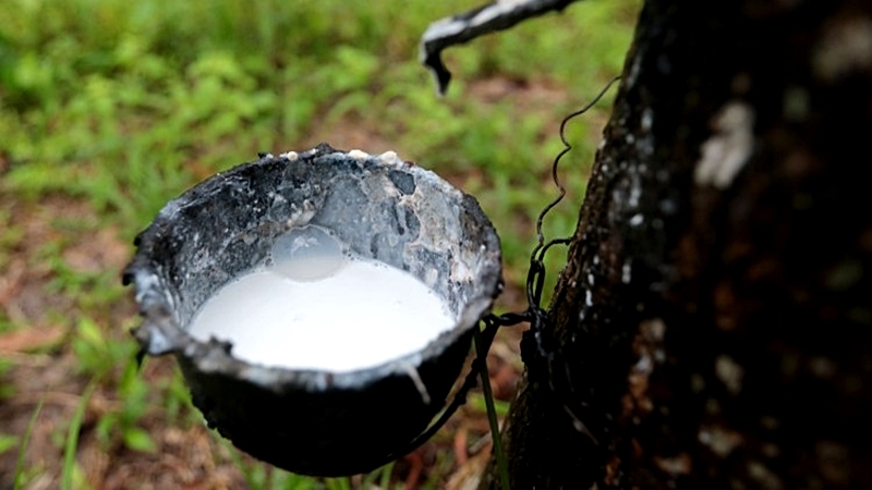Phase 2 of rubber price-guarantee scheme to cover 1.8 million farmers Phase 2 of rubber price-guarantee scheme to cover 1.8 million farmers