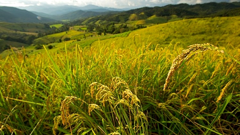 Thailand conducts talks online for rice sales Thailand conducts talks online for rice sales