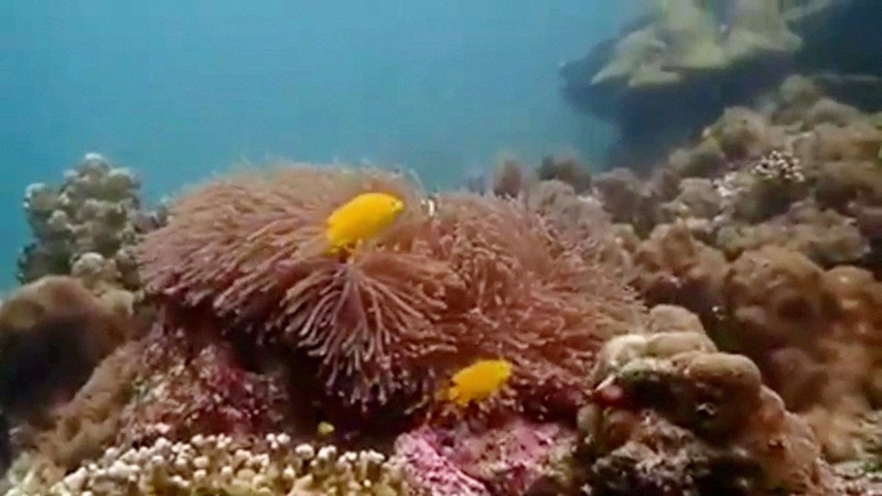 Ko Lanta’s underwater gardens burst back into life during lockdown Ko Lanta’s underwater gardens burst back into life during lockdown