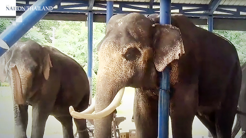 Krabi elephants sickened by salt deficiency Krabi elephants sickened by salt deficiency