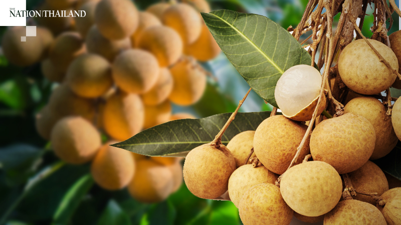 Longan farmers want guaranteed price for crop