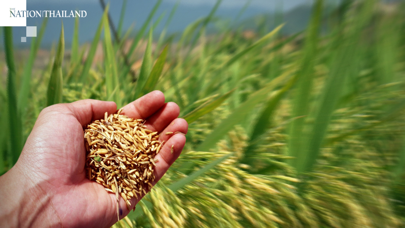 Soft rice output in focus amid rising demand from the health-conscious Soft rice output in focus amid rising demand from the health-conscious