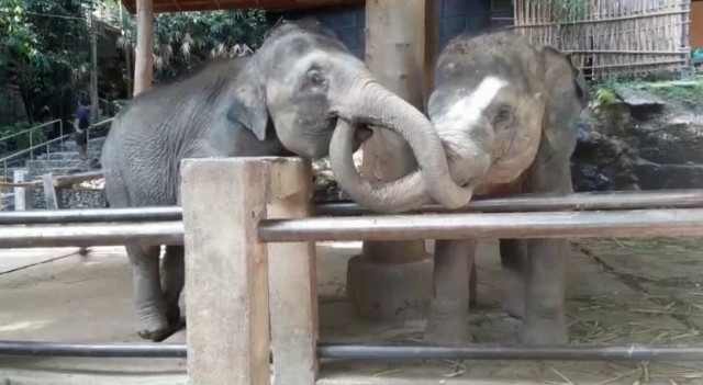 Elephant camp adjusts to new normal by removing shackles, waiving entrance fees Elephant camp adjusts to new normal by removing shackles, waiving entrance fees