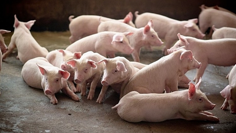 Thai farmers on alert as African swine fever hits China, SE Asia Thai farmers on alert as African swine fever hits China, SE Asia