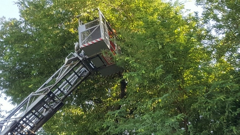 Woman climbs a tree out of frustration – it finally works Woman climbs a tree out of frustration – it finally works