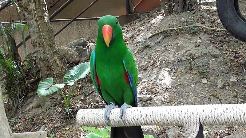 Songkhla Zoo offers free entry until June 30 Songkhla Zoo offers free entry until June 30