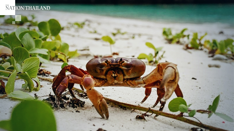 Excitement as rare crab found on Maya Bay Beach Excitement as rare crab found on Maya Bay Beach