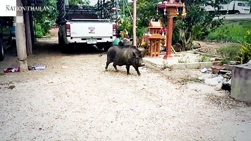 ‘Lonely’ boar goes on rampage, tries to ‘eat’ owner’s car ‘Lonely’ boar goes on rampage, tries to ‘eat’ owner’s car