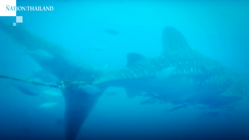 Whale shark's plea for help goes in vain Whale shark's plea for help goes in vain