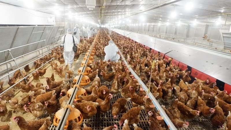 Livestock agency to promote production of cage-free eggs Livestock agency to promote production of cage-free eggs