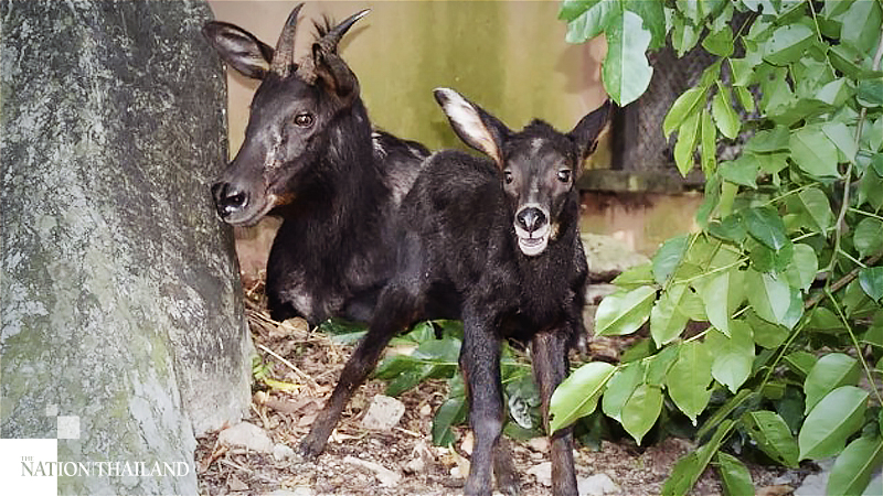 Baby serow ‘Covid’ goes viral at Khao Kheow Open Zoo Baby serow ‘Covid’ goes viral at Khao Kheow Open Zoo