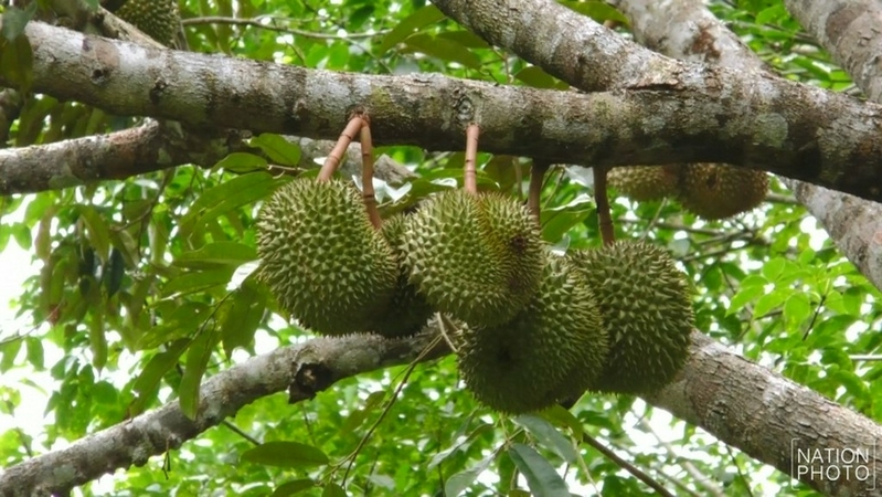 Songkhla farmers introduce ‘fossil durian’ that flourishes in lignite deposits Songkhla farmers introduce ‘fossil durian’ that flourishes in lignite deposits