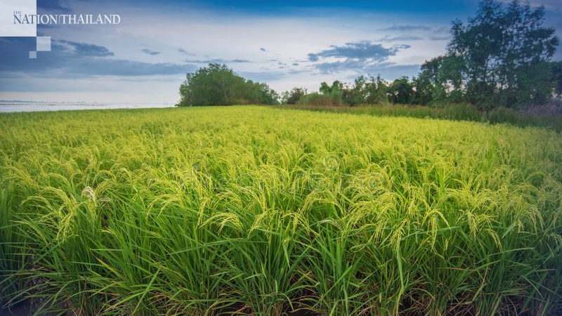 Govt considers Bt100 billion in subsidies for rice farmers Govt considers Bt100 billion in subsidies for rice farmers
