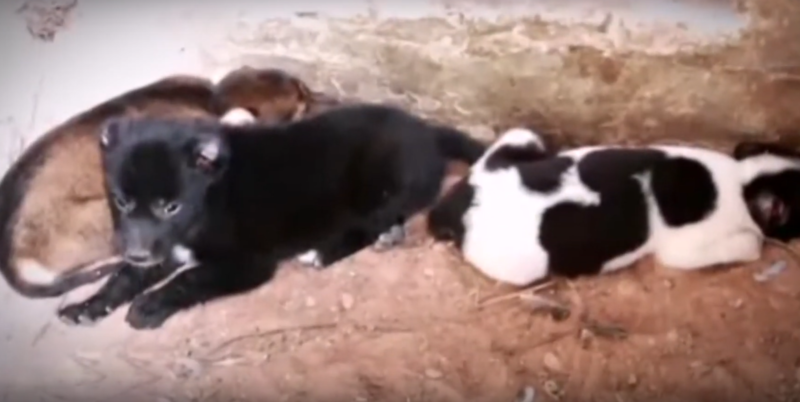 One-month-old puppy beheaded in Buriram One-month-old puppy beheaded in Buriram