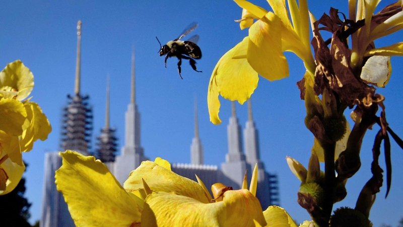 Don't worry, you'll still get your chance to visit the Mormon temple. But the rare open house is delayed due to coronavirus. Don't worry, you'll still get your chance to visit the Mormon temple. But the rare open house is delayed due to coronavirus.