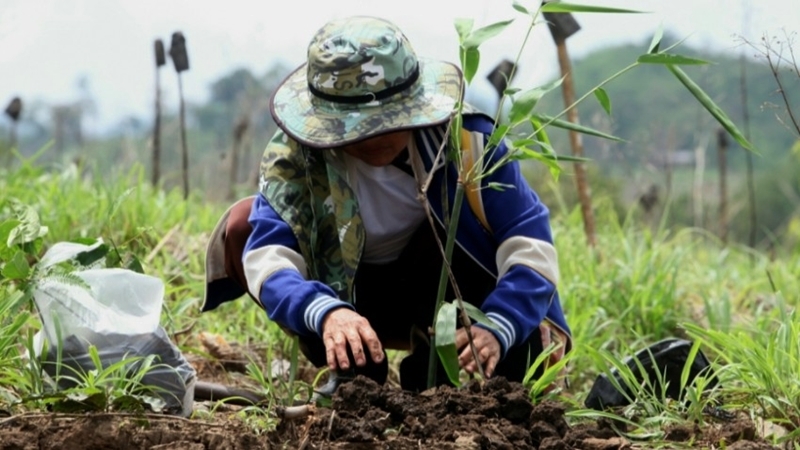Plant breeders back Thailand joining trans-pacific partnership Plant breeders back Thailand joining trans-pacific partnership