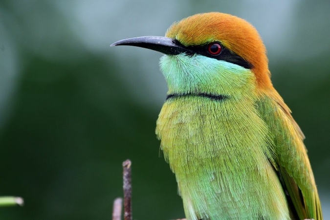 Phetchaburi, the birdwatching capital, beckons Phetchaburi, the birdwatching capital, beckons