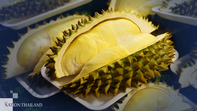 Si Sa Ket offers up delicious lava durian to woo tourists Si Sa Ket offers up delicious lava durian to woo tourists