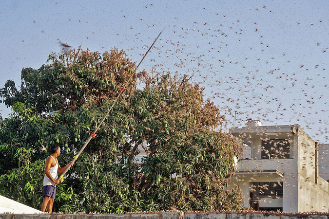 Swarms of locusts reach Delhi outskirts after Gurugram, govt issues advisory; pilots told to stay alert Swarms of locusts reach Delhi outskirts after Gurugram, govt issues advisory; pilots told to stay alert