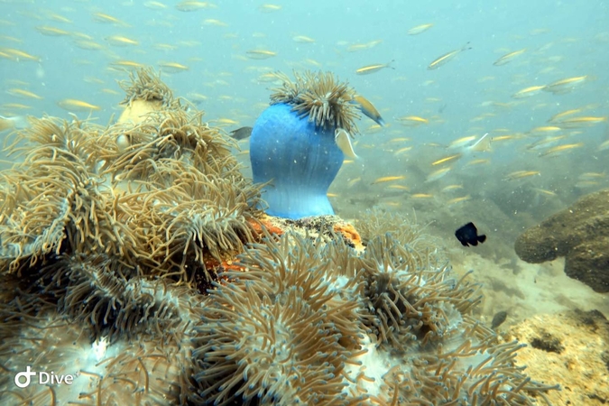 Corals in lower Gulf of Thailand in great condition, survey shows Corals in lower Gulf of Thailand in great condition, survey shows
