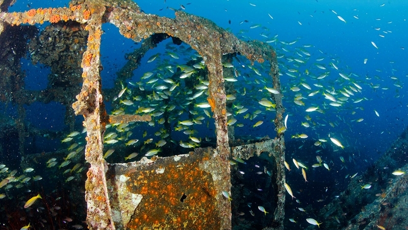 Marine life comes alive in Gulf of Thailand Marine life comes alive in Gulf of Thailand