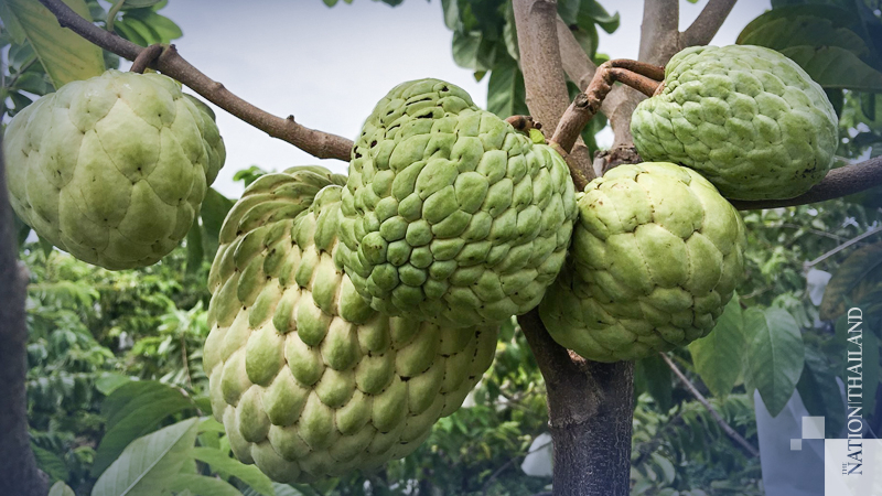 Fruit native to Pak Chong poised for GI stamp Fruit native to Pak Chong poised for GI stamp