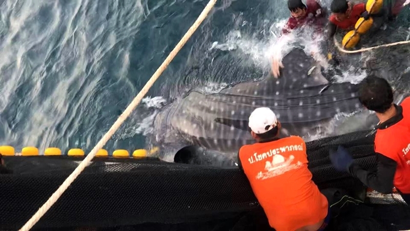 Dramatic video of fishermen rescuing whale sharks goes viral Dramatic video of fishermen rescuing whale sharks goes viral