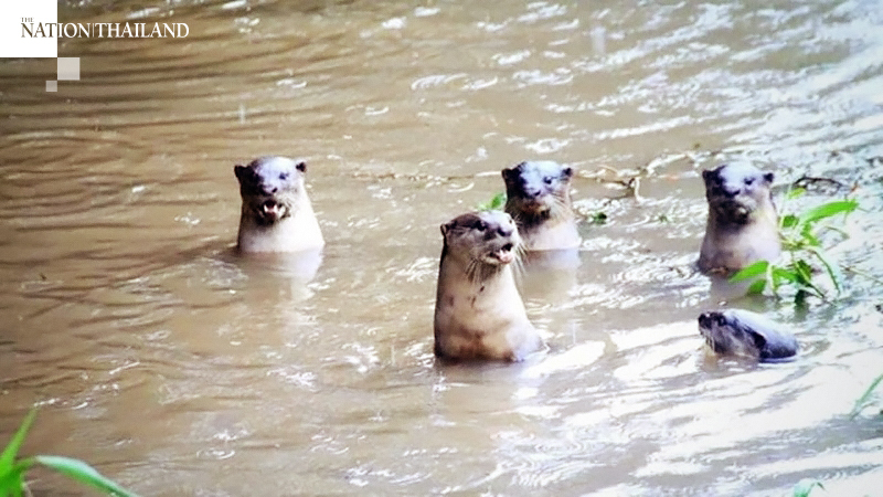 Rains in Ranong bring joy to otters Rains in Ranong bring joy to otters