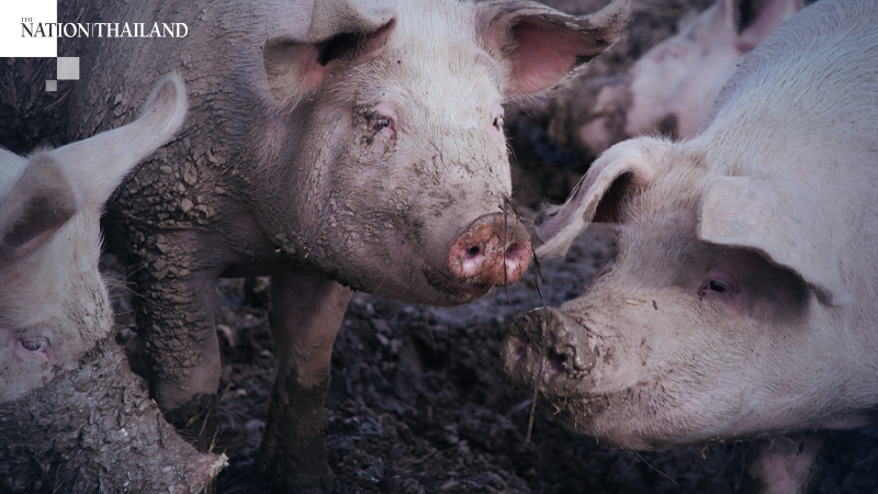 Swine flu infecting humans raises fears of another possible pandemic Swine flu infecting humans raises fears of another possible pandemic