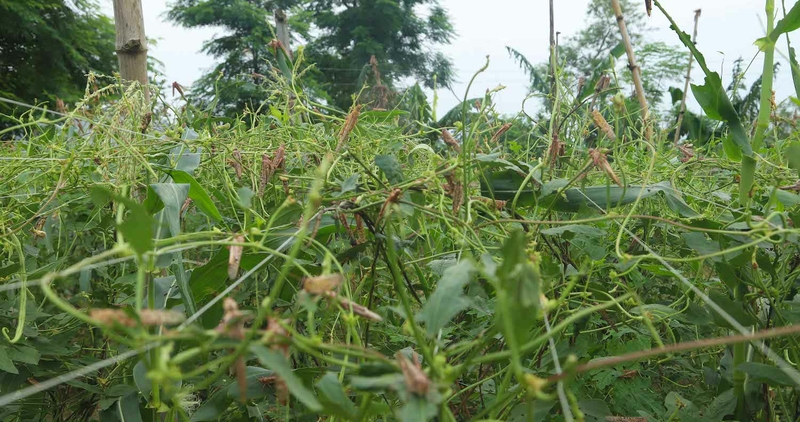 Eight million locusts have entered Nepal, consuming hundreds of hectares of crops Eight million locusts have entered Nepal, consuming hundreds of hectares of crops