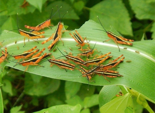 Thailand ‘not a suitable host’ for locusts in India, Laos Thailand ‘not a suitable host’ for locusts in India, Laos