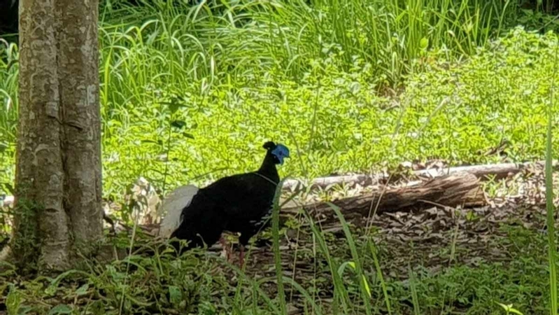 Rare pheasant, seen only twice in last 50 years, appears in Chumphon wildlife sanctuary Rare pheasant, seen only twice in last 50 years, appears in Chumphon wildlife sanctuary