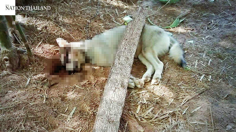 Owners of two Huskies come home to a grisly sight Owners of two Huskies come home to a grisly sight