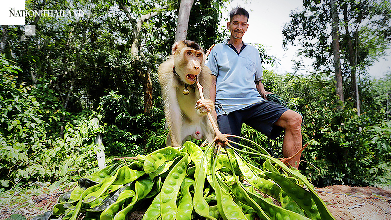 This monkey doesn’t just pick coconuts This monkey doesn’t just pick coconuts