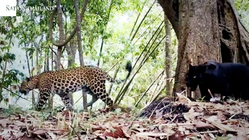 Big cat discovery in Kamphaeng Phet’s national park Big cat discovery in Kamphaeng Phet’s national park