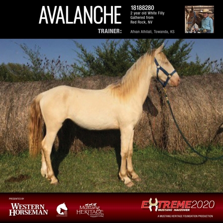Afnan Alhilali, 14, was paired with a mustang named Avalanche. MUST CREDIT: Mustang Heritage Foundation.
Photo by: Mustang Heritage Foundation — Handout